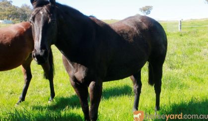 Duchess black stock horse mare on HorseYard.com.au