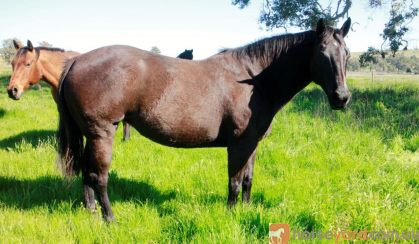 Duchess black stock horse mare on HorseYard.com.au