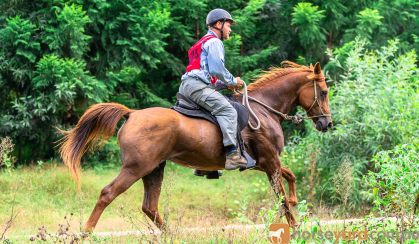 ARAB MARE on HorseYard.com.au