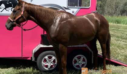 Price reduced! Urgent sale on HorseYard.com.au