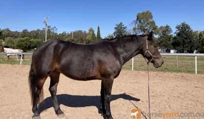 Percheron x mare on HorseYard.com.au