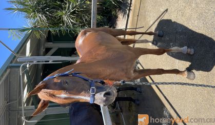 Alrounder stock horse x arab on HorseYard.com.au