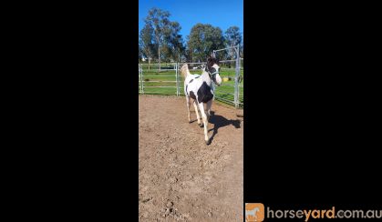 Black and white colt on HorseYard.com.au