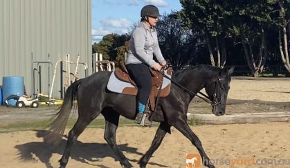 Stockhorse Gelding on HorseYard.com.au