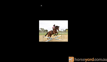 Tb gelding  on HorseYard.com.au