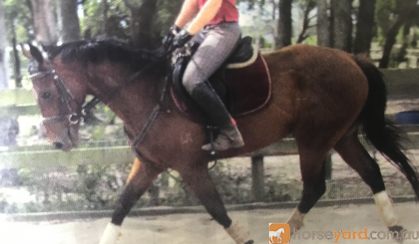 Thoroughbred gelding, very quiet  on HorseYard.com.au