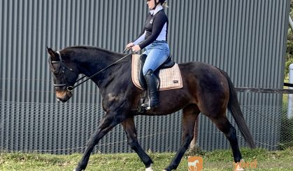 Lovely Natured Gelding on HorseYard.com.au