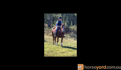 Stunning Chestnut  Mare on HorseYard.com.au