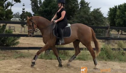 Jimmy Choo  16.1hh 13 y/o OTT Thoroughbred Gelding on HorseYard.com.au