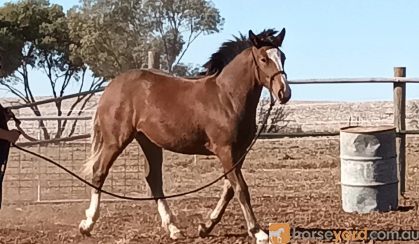 Clydesdale x Thoroughbred Filly on HorseYard.com.au