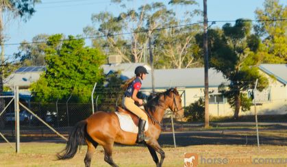  Quiet heritage Stockhorse mare on HorseYard.com.au