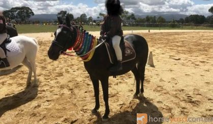 12hh quiet child's lead rein pony on HorseYard.com.au
