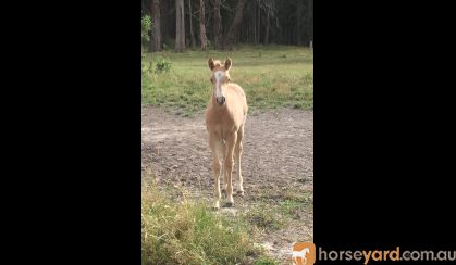 Buckskin roan QH colt on HorseYard.com.au