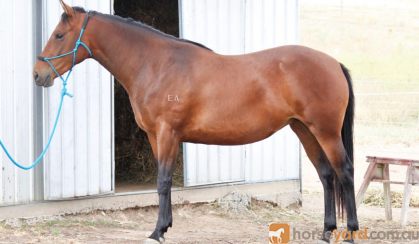 Stunning ASH mare on HorseYard.com.au