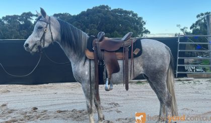 Ready for endurance career on HorseYard.com.au