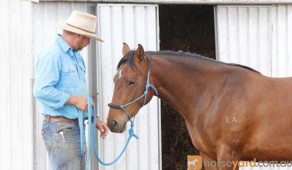 Stunning ASH mare on HorseYard.com.au