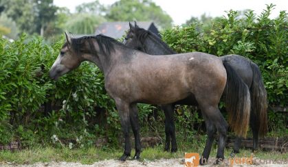 Beautiful PRE Andalusian Horse Activ P.R.E. Mare on HorseYard.com.au