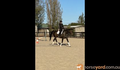 17hh 14yo TB Gelding on HorseYard.com.au