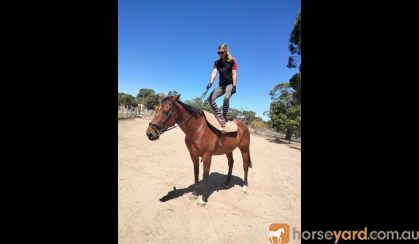 17 hand 7yr old  thoroughbred gelding on HorseYard.com.au
