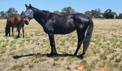 WINTER TB Mare on HorseYard.com.au