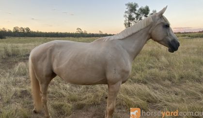 Isodonna FP on HorseYard.com.au