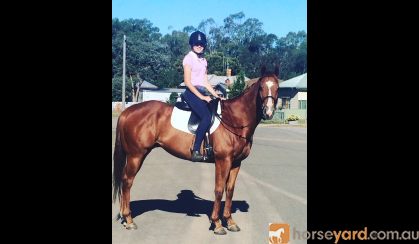 Show Artist- OTT thoroughbred  on HorseYard.com.au