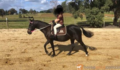 12hh quiet child's lead rein pony on HorseYard.com.au