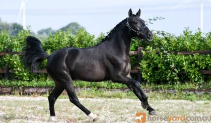 This is a seven year old dream All Star P.R.E. Gelding Horse . on HorseYard.com.au