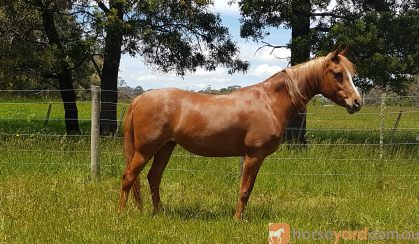 Attractive Arab Mare  on HorseYard.com.au