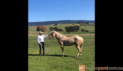  Unbroken Registered 2 year old palomino  Quarter horse gelding . Australian and USA Hall of fame bloodlines on HorseYard.com.au