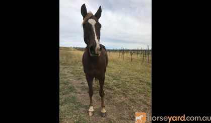 Paint x Appaloosa for sale to Natural Homes on HorseYard.com.au