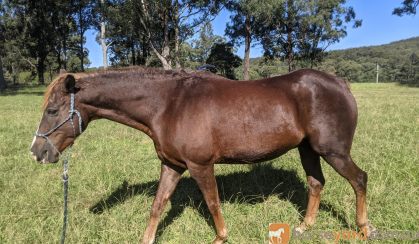 Paint x Appaloosa for sale to Natural Homes on HorseYard.com.au