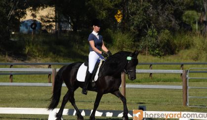 Black Friesian Warmblood Stallion 15hh on HorseYard.com.au