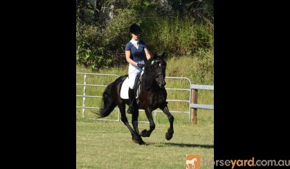 Black Friesian Warmblood Stallion 15hh on HorseYard.com.au