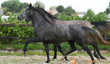 AMAZING AND ENERGETIC Avelan P.R.E. Mare HORSE FOR SALE.. on HorseYard.com.au