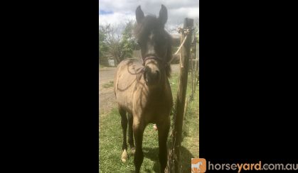 78% Arabian Riding Pony filly.  on HorseYard.com.au