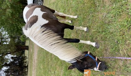 Pretty coloured filly  on HorseYard.com.au