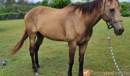 Buckskin Gelding on HorseYard.com.au