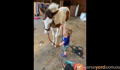 Lovely Clydesdale x Colt  on HorseYard.com.au