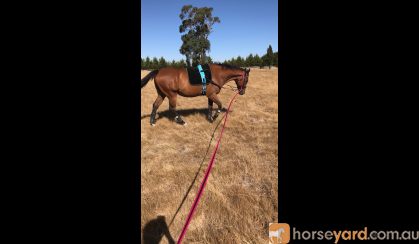 Quiet OTT Gelding  on HorseYard.com.au