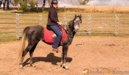 Arabian gelding  on HorseYard.com.au