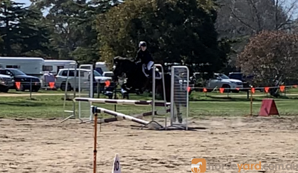 Showjumping school mistress - BERRIVALE sky blue on HorseYard.com.au