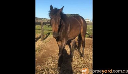 Big friendly Giant - TB Gelding  on HorseYard.com.au