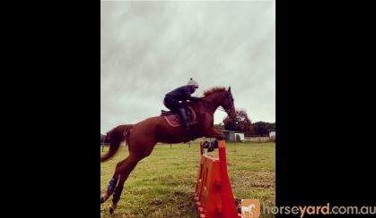 Flashy chestnut gelding  on HorseYard.com.au