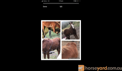 Paint mare  on HorseYard.com.au