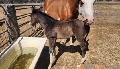 Black n chrome colt  on HorseYard.com.au