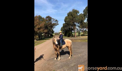 Welsh gelding  on HorseYard.com.au