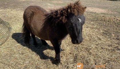 Gelding and stallion miniature ponies - must be sold together on HorseYard.com.au