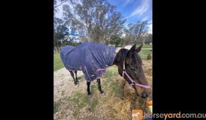 TB mare FREE to proven good home only!  on HorseYard.com.au