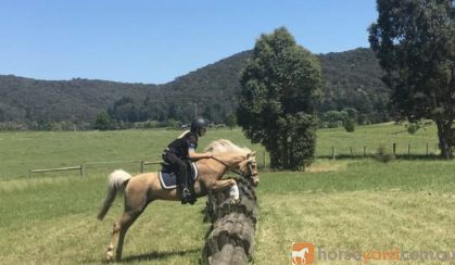 DIXIE- Cute &Quiet 12.2hh 7yo Welsh Mountain Pony  on HorseYard.com.au